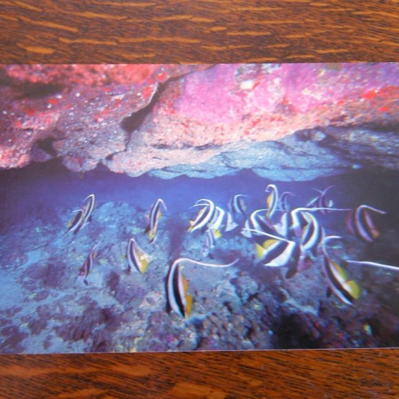 Vintage Postcard Marine Murals Hawaii Moorish Idols Fish & Black Coral Unposted - Picture 9 of 16